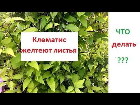 Влияние окружающей среды на клематис