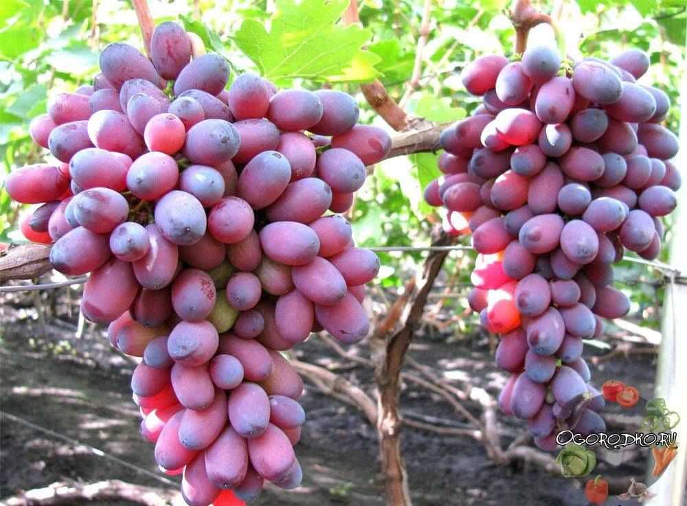 Техники для ускорения созревания винограда
