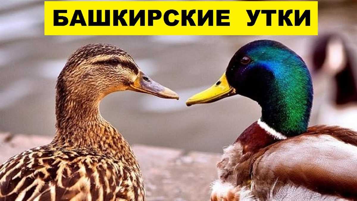 История происхождения утки Башкирской