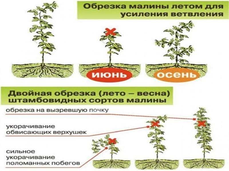 Подкормка растения в осенний период