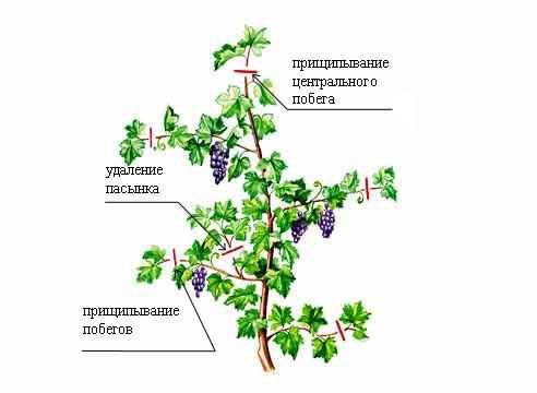 5. Определение мест для посадки саженцев