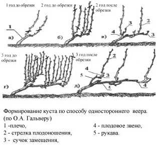 Приготовление виноградных лоз к зиме