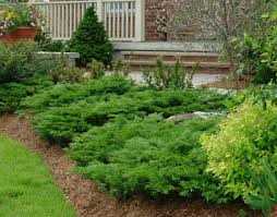 Как выбрать и посадить вечнозеленые кустарники