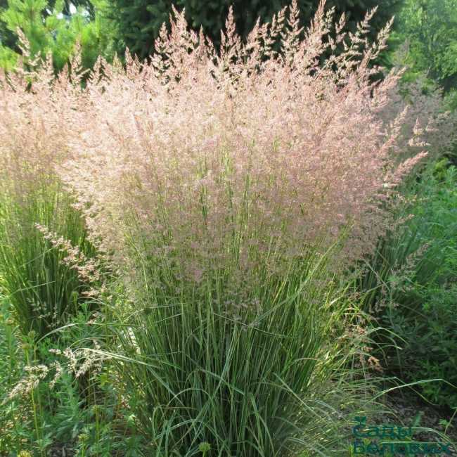 Вейник остроцветковый сосновидный (Celosia argentea var. spicata)