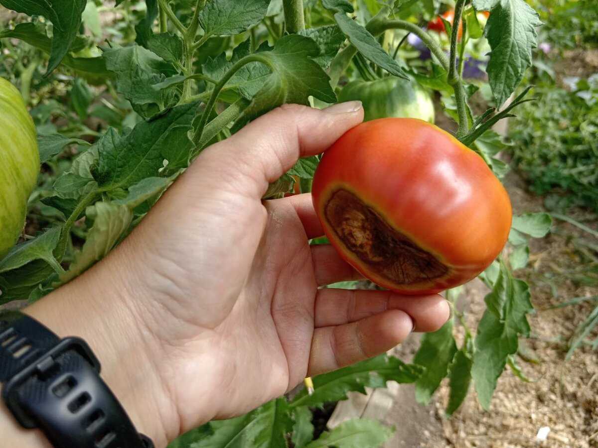 Подбор устойчивых сортов томатов