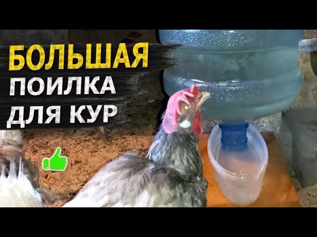 Удобство для кур