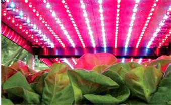 Подбираем светодиодные ленты для растений