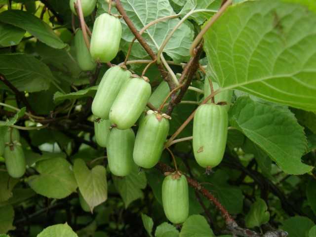 Актинидия китайская (Actinidia deliciosa)