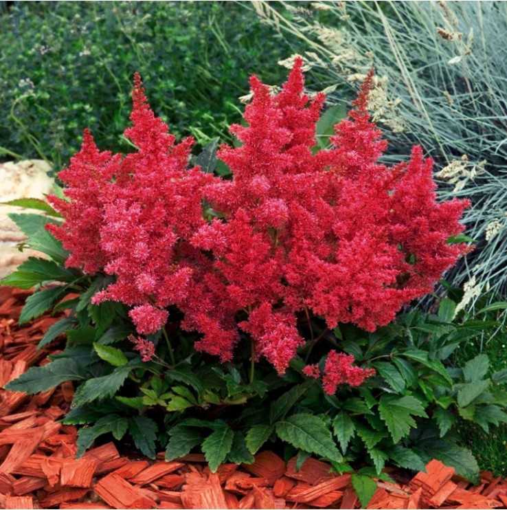 1. Астильба японская (Astilbe japonica)