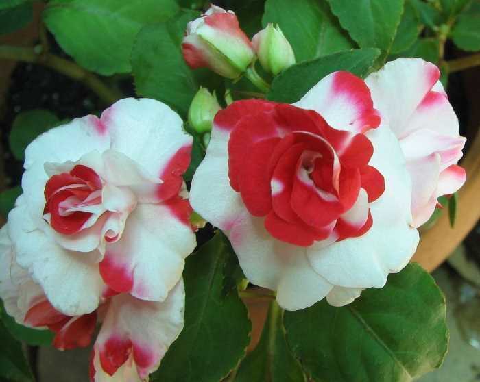 2. Бальзамин Новогвинейский (Impatiens hawkeri)