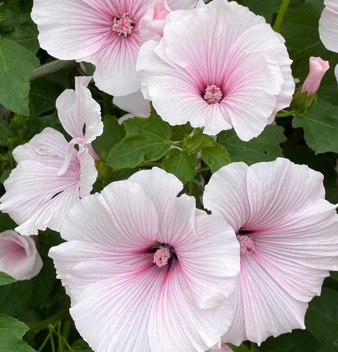 Гибискус китайский (Hibiscus rosa-sinensis)