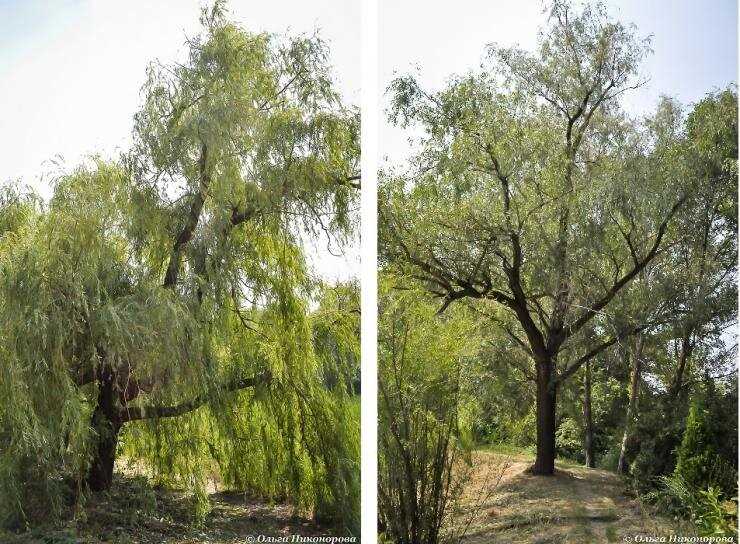 1. Ива китайская (Salix matsudana)