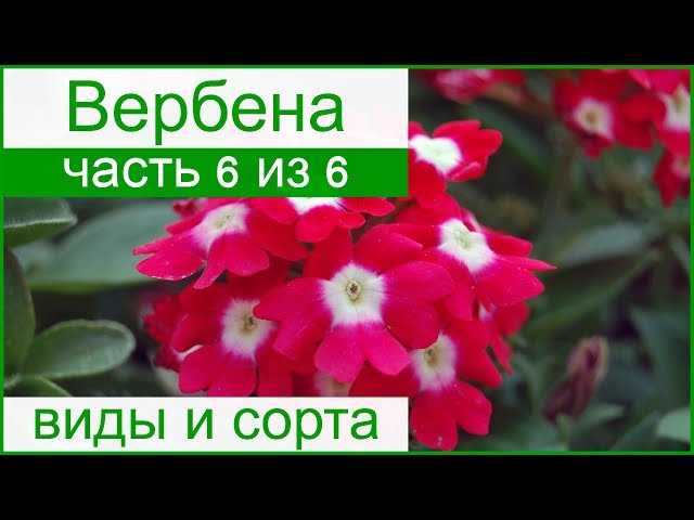 Многолетние виды вербены