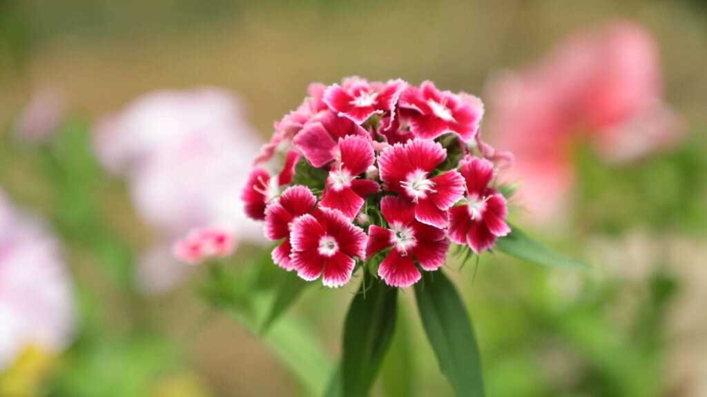 2. Вербена гибридная (Verbena x hybrida)