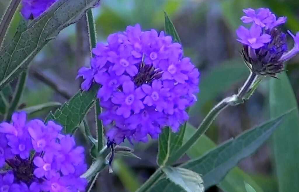 1. Вербена грушолистная (Verbena bonariensis)