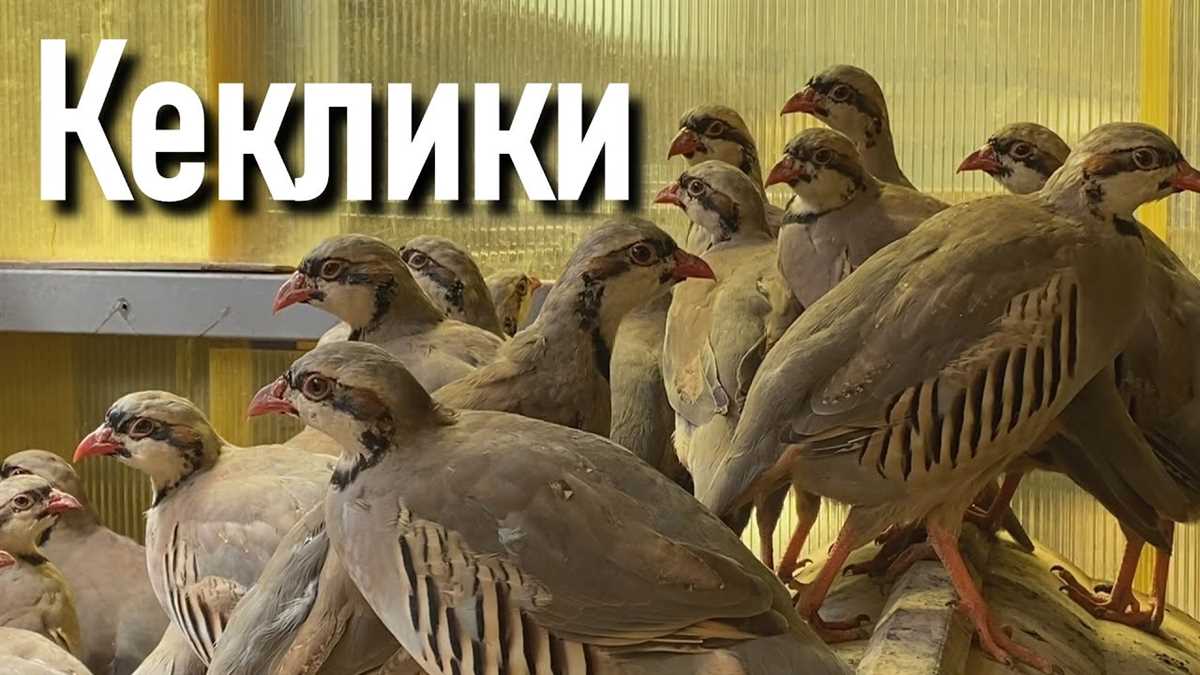 Характеристики кеклика снежного