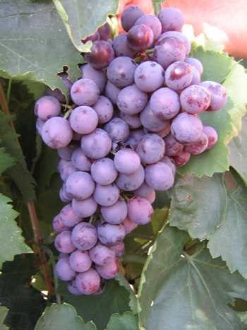 Родина и особенности сорта винограда Агатам