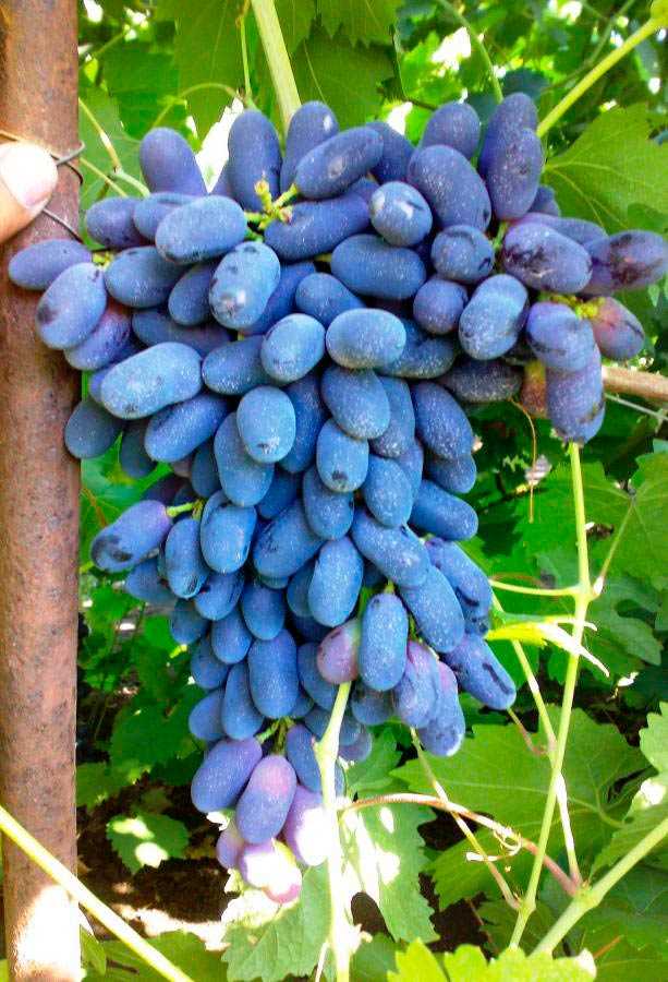 Полезные свойства винограда Академик