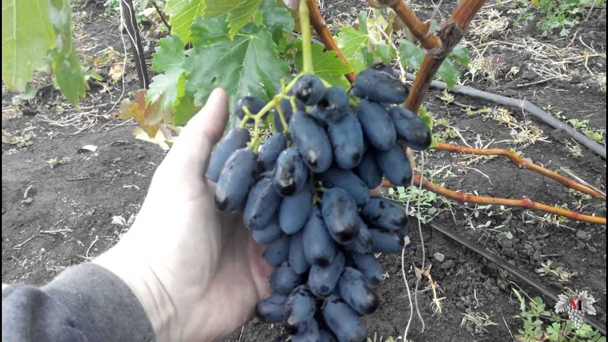 Выращивание и уход за виноградной лозой Академик Авидзба