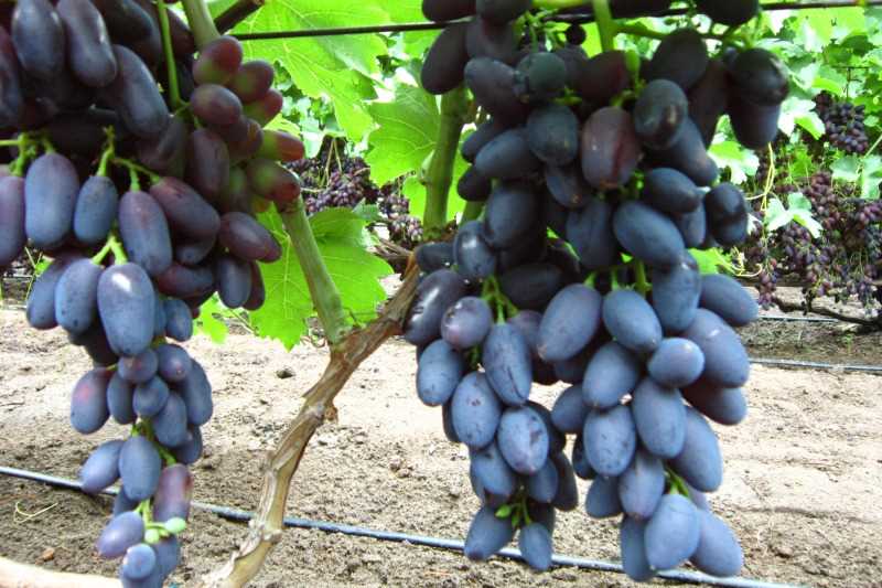 Основная информация о винограде Академик Авидзба