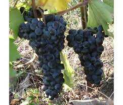 Употребление винограда Альминского в пищу
