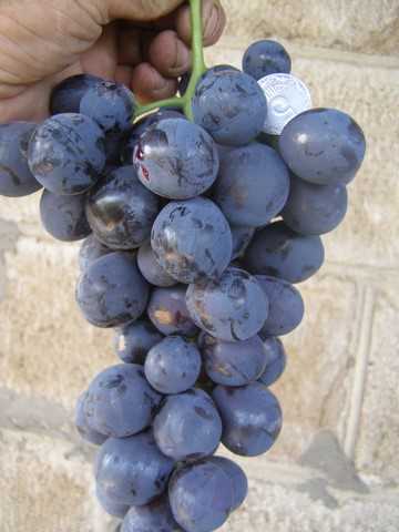 Уход за виноградом сорта 