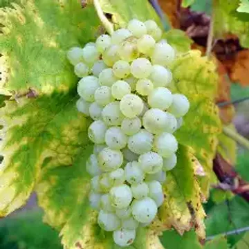 Характеристики винограда Атлант