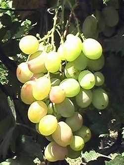 Преимущества выращивания винограда Атлант
