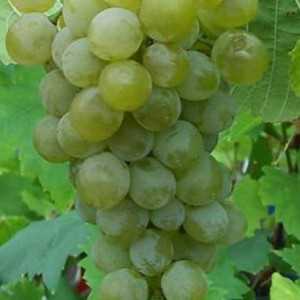 Особенности выращивания и ухода за виноградом