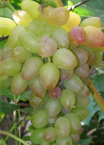 Витамины и питательные вещества багрового винограда