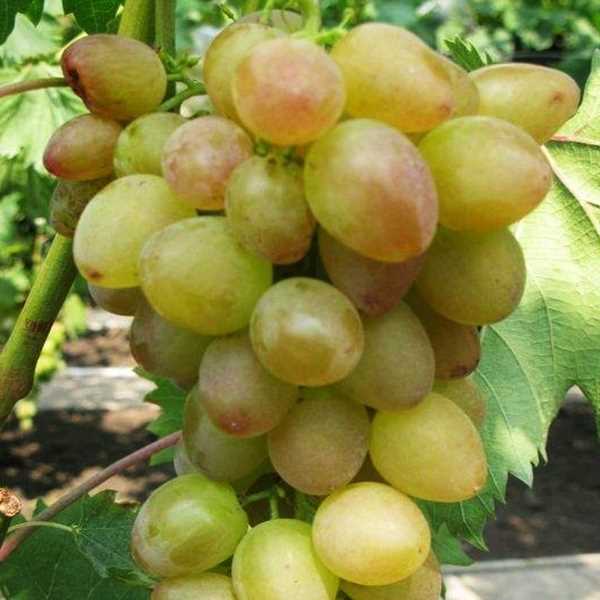 Выращивание винограда Багрового