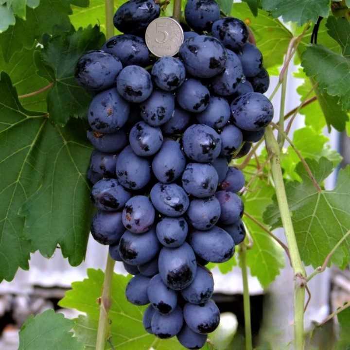 Применение винограда Бако в виноделии