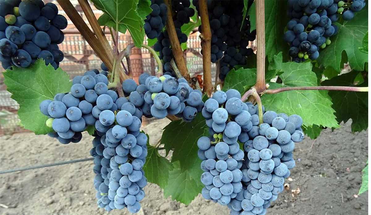 Популярные сорта винограда Бако
