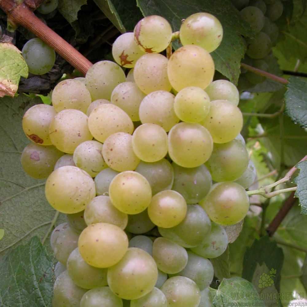 История происхождения винограда Бако