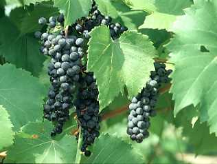 Выращивание и уход за виноградом Бако