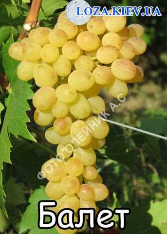 Популярные сорта винограда Балет