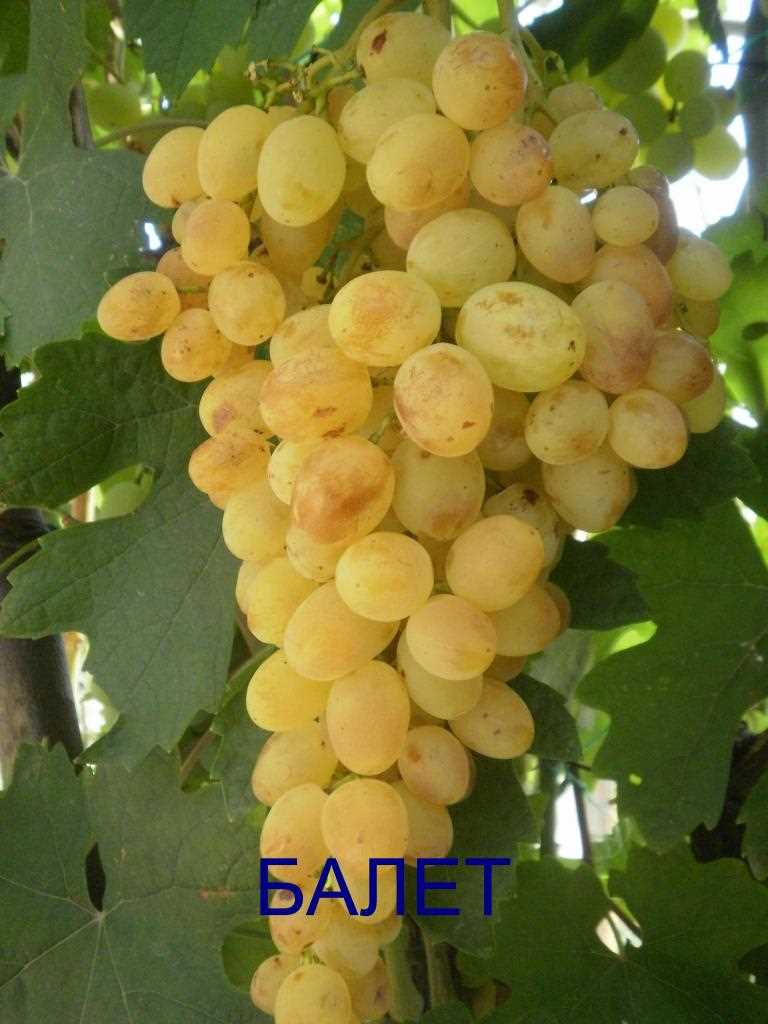 Характеристики и сорта винограда Балет