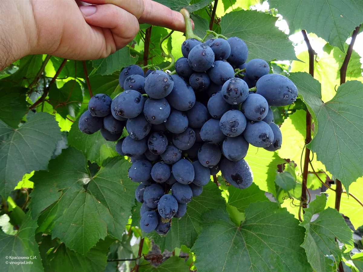 Характеристики винограда Барселона