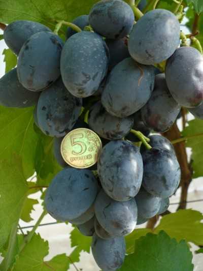 Применение винограда Барселона