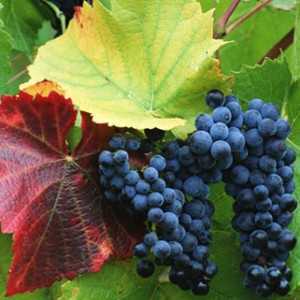 Польза винограда Башкирского
