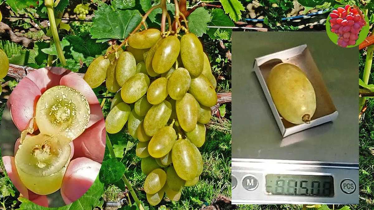 Сорта винограда Белая Акация