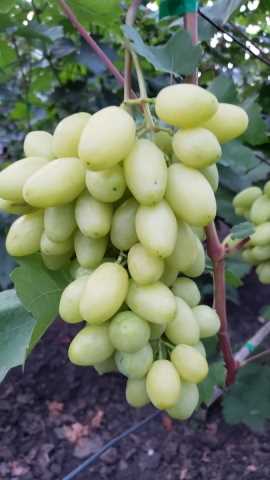 Описание сорта винограда Белая Леди