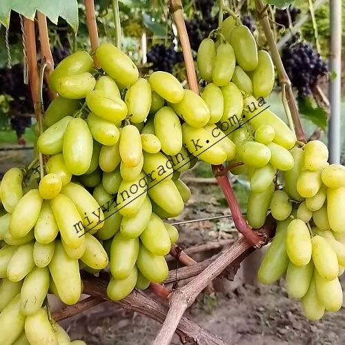 Как выращивают виноград Белая Леди