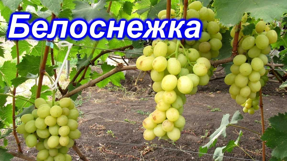 Феерические свойства винограда