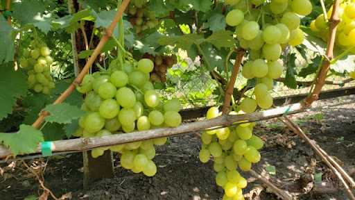 Витамины и польза винограда 