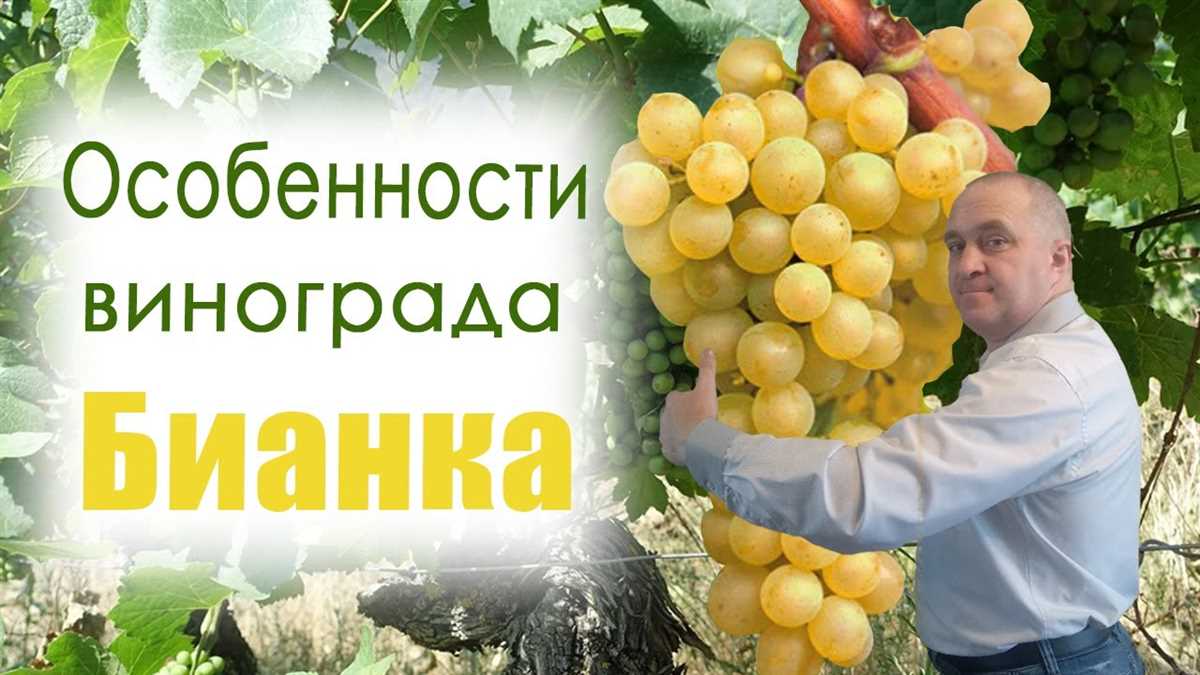 Применение винограда Бианка