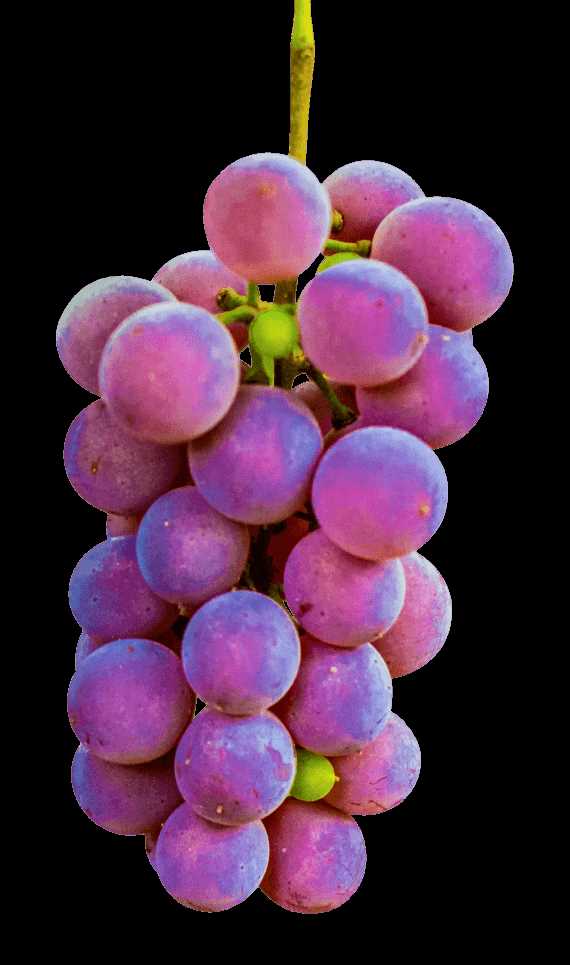 Уникальные характеристики и особенности сорта Винограда Бобаль