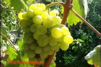 Способы выращивания и ухода за виноградом Чауш
