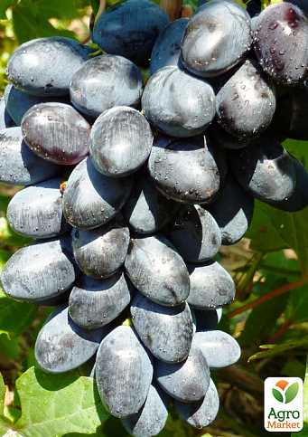 История выращивания винограда Черный Ворон