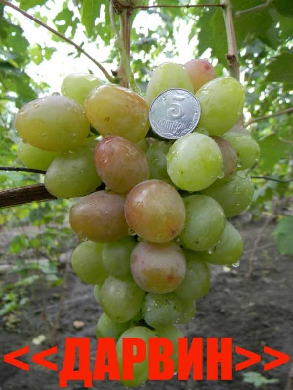 Преимущества использования винограда Дарвин